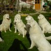 Fotos vom Rudel